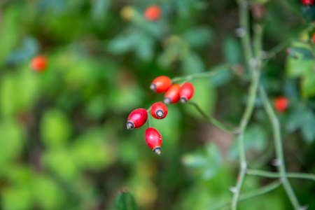 Rosehip bush in organic branch