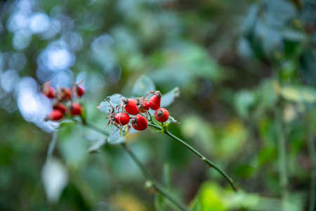 Rosehip bush in organic branchの写真素材