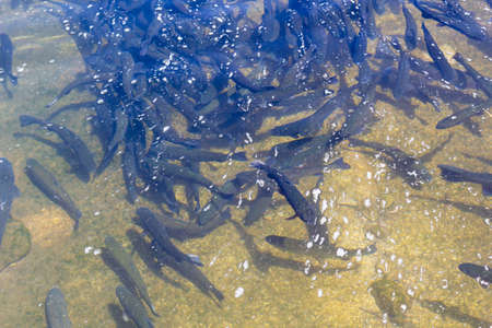 Rainbow trout (Oncorhynchus mykiss) in hatchery raceway. Trout farm. Feeding fish