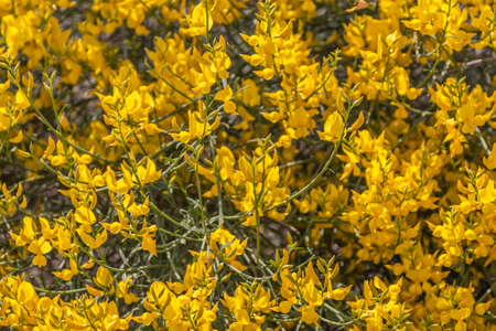 Yellow Spanish Broom (Spartium junceum), mediterranean region in France, on blue sky backgroundの写真素材