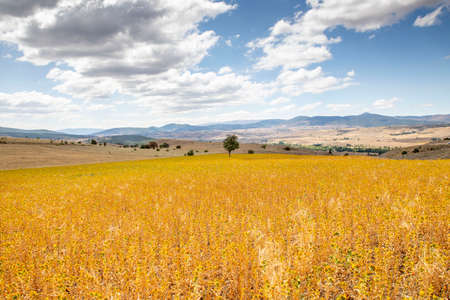 Blooming Carthamus tinctorius (false saffron). Safflower has begun to bloom in vivid color. Natural fresh green background with beautiful buds of Safflowers. Space for your text. False saffron flowers (Turkish Asfir Plant)の写真素材