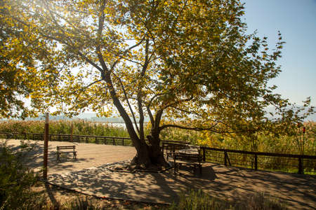 Romantic wooden walkway in trees by the lakeの写真素材