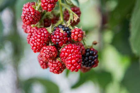 Blackberries on the shrub in the gardenの写真素材