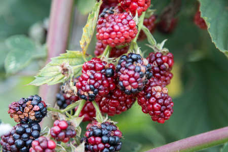 Blackberries on the shrub in the garden