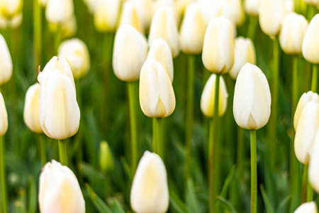 Emirgan Grove with many flower species, 2021-31 March, Istanbul, Turkey