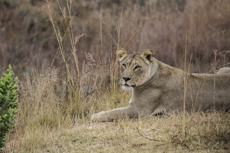 african lioness into the wilde in african savannahの写真素材