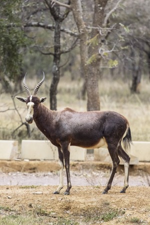 african antelope into the wilde in african savannahの写真素材