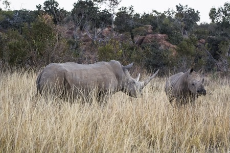 african rhino into the wilde in african savannahの写真素材