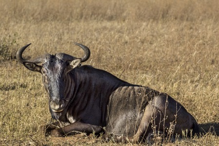 wildebeest wild in to the african savannahの写真素材