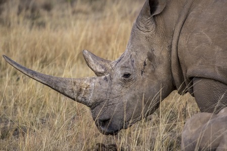 african rhino into the wilde in african savannahの写真素材