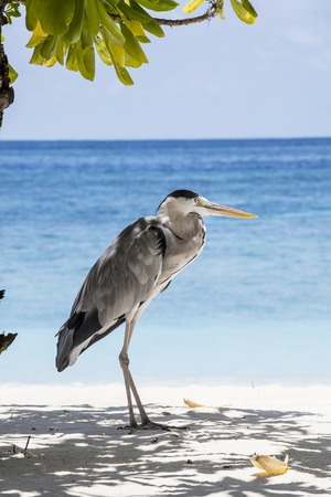 gray heron on a beach in the Maldivesの写真素材