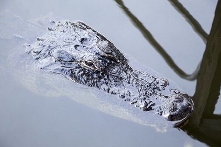 alligator in ITS natural habitat in florida evergladesの写真素材