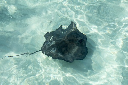 manta fish in a beautiful caribbean sea