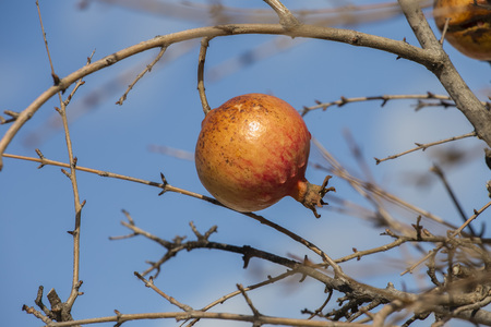 pomegranates in winter with fallen leavesの写真素材