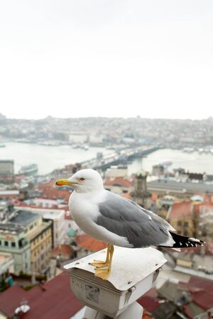 seagull on the Galata tower in Istanbul. City view at sunsetの写真素材