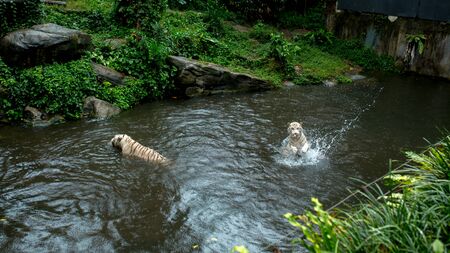 two white tigers swim and catch