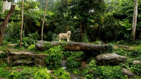 white tiger sitting on rocks in the jungleの写真素材
