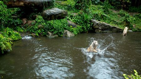 two white tigers swim and catchの写真素材
