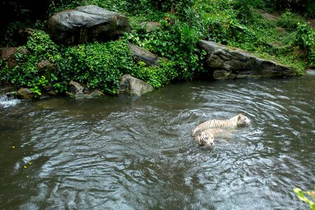 two white tigers swim and catch
