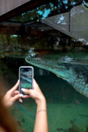 the girl takes a video on her phone as a crocodile