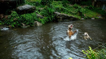 two white tigers swim and catchの写真素材