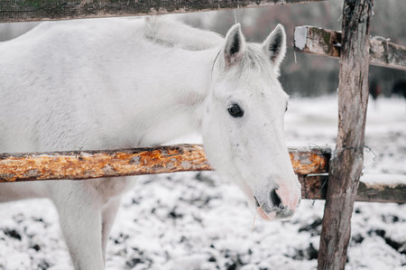 Andalusian horse in freezing sunny winter time. Very tough and rugged horse with its fur and mane full of frost and ice and its tongue out. White horse portrait close up in winterの写真素材