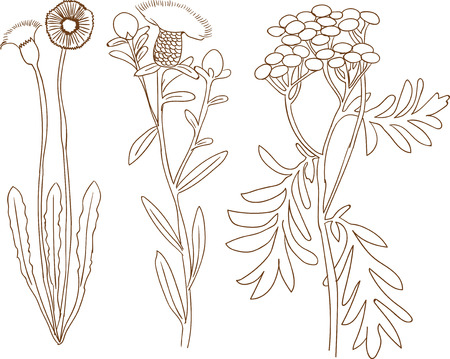 Detailed plant sketch that can be used for illustrationsのイラスト素材