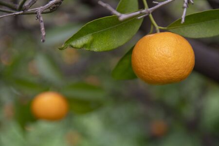 Organic and natural tangerines on tree.の写真素材