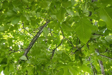 View from below into a lush vibrant green walnut tree full of branches with many leaves. Detail of...