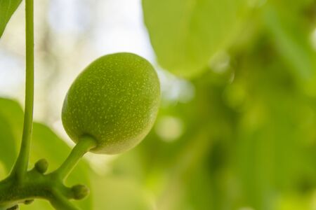 Close up of a single green raw walnut hanging on a tree branch. Detail on outer shell structure. Day...