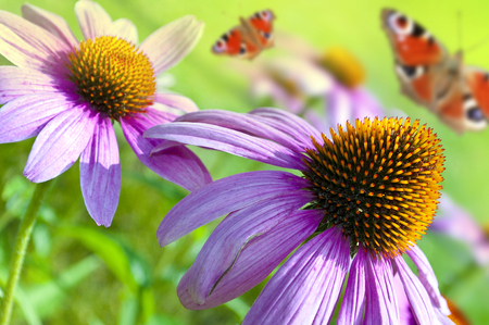 Echinacea in the garden with butterflies in springの写真素材