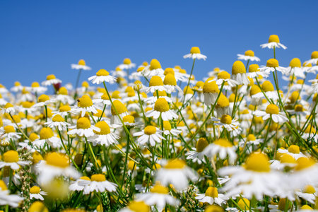 chamomile flower field with blue sky in the backgroundの写真素材