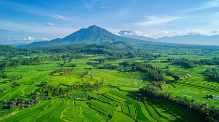 The aerial view captures a lush green rice field stretching towards a majestic mountain in the background. The rice plants form a geometric pattern under the clear sky, showing the picturesque landscape.の素材