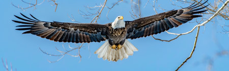 A bald eagle soars through a bright blue sky, its wings spread wide against a backdrop of bare tree branches. The bird appears to be flying away from the viewer, its head turned slightly to the side. The sunlight illuminates the eagle's white head and tail feathers, contrasting with its dark brown body.の素材