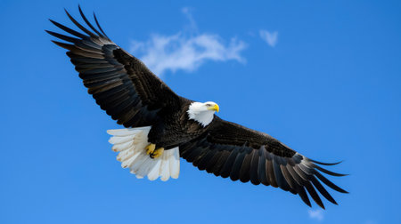 A majestic Bald Eagle glides gracefully through a clear blue sky, its powerful wings outstretched as it soars effortlessly in the midday sun. A small, white cloud drifts lazily in the background, highlighting the eagle's silhouette against the brilliant expanse of the sky.の素材