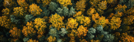 A forest with many trees in it. The trees are mostly yellow and green. The forest is very denseの素材