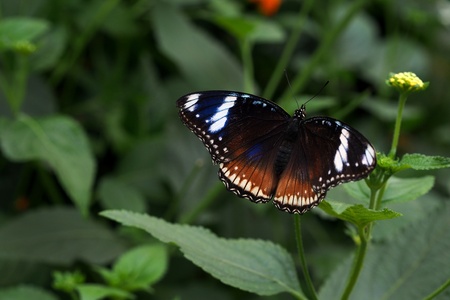 Photo of a beautiful butterfly resting on a leafの写真素材