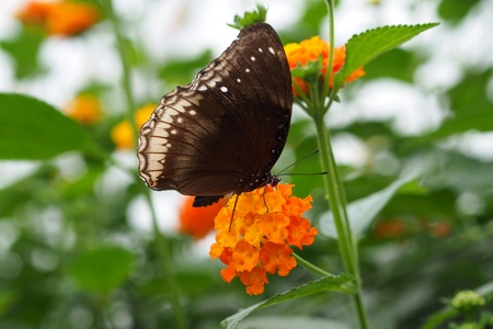 Butterfly sitting on the flower, sucking nectarの写真素材