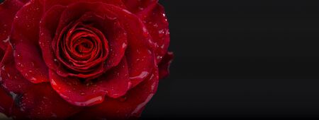 Red rose with water drops closeup view with black banner templateの写真素材