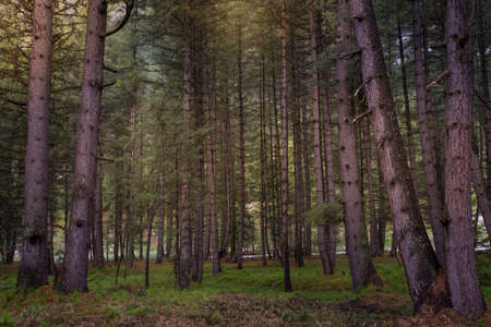 Photo of forest inside the green valley nature view with copy space for your text