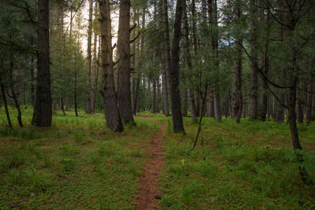 Photo of forest inside the green valley nature view with copy space for your text