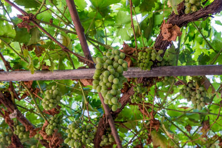 Close up view of green vine grapes hanging at the vine plant in summerの写真素材