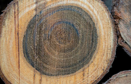 Different shades of natural timber wooden tree making background.