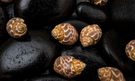 Seashells closeup view found with black stones - hidden beauty concept.