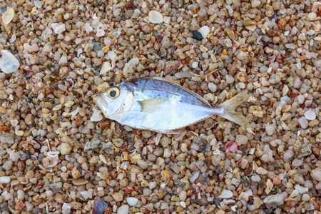 Dead fish on the beach