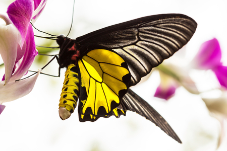 Butterflyの写真素材