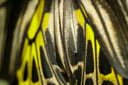 Butterfly wingの写真素材