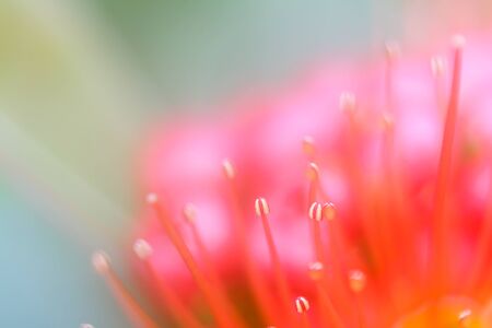 Blurry pink flower backgroundの写真素材