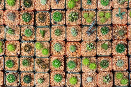 Cactusの写真素材