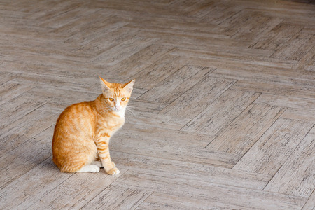 A tabby cat on the floor looking me.の写真素材